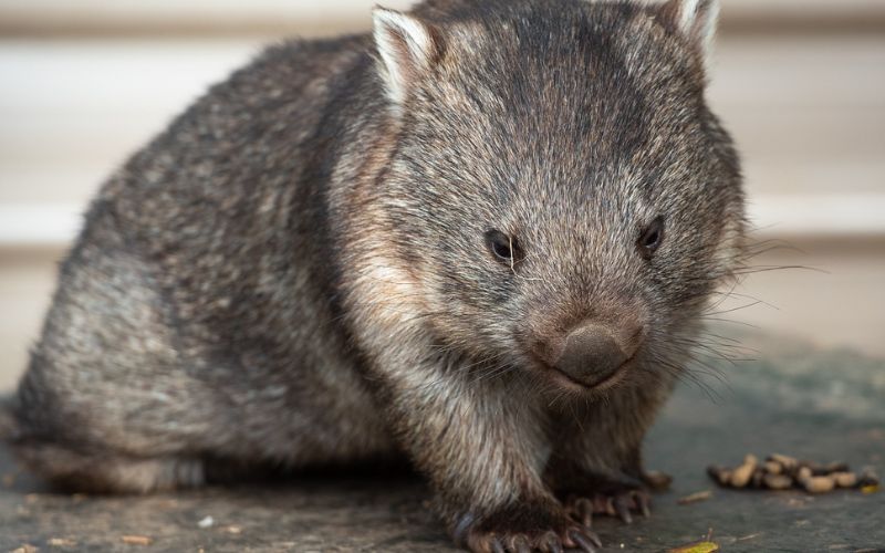 Wombat Explicación Para Niños