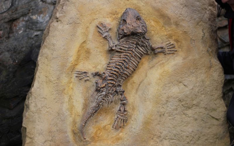 Lee más sobre el artículo Fósiles: Explicación para niños