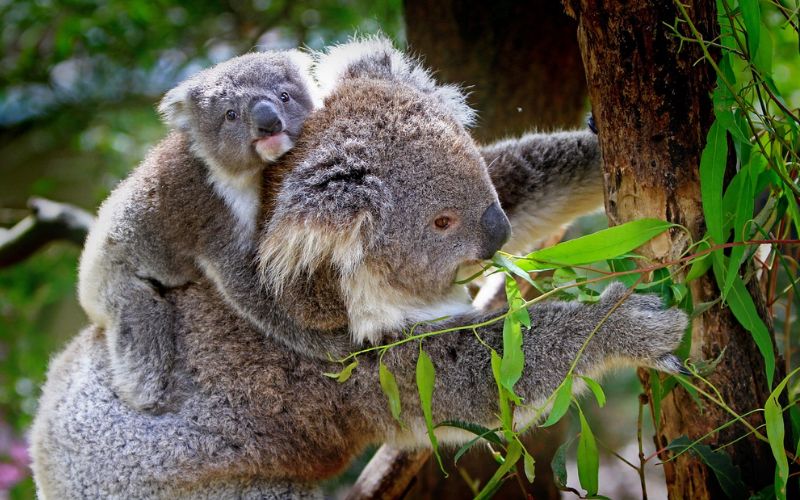 Koala Explicación Para Niños