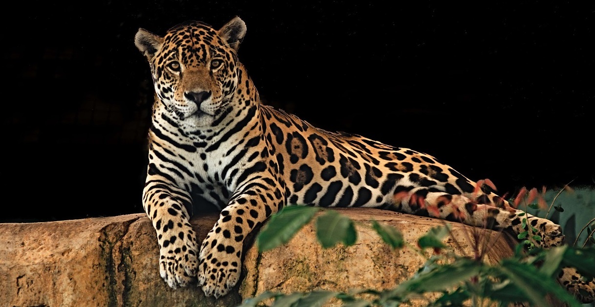 Jaguar: Explicación para niños ¡A aprender