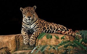 Lee más sobre el artículo Jaguar: Explicación para niños