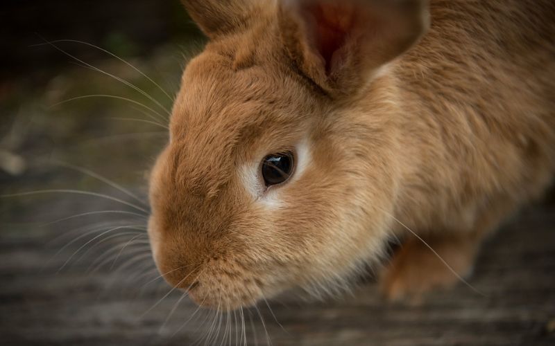 Lee más sobre el artículo Las especies invasoras: Explicación para niños