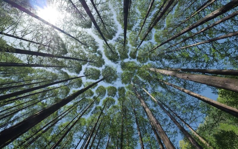 Cómo Orientarnos En El Bosque