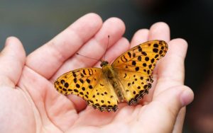 Lee más sobre el artículo El ciclo de vida de una mariposa: Explicación para niños