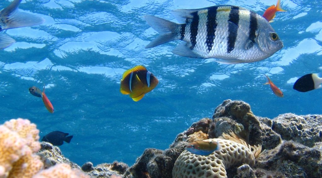 El Ecosistema Marino