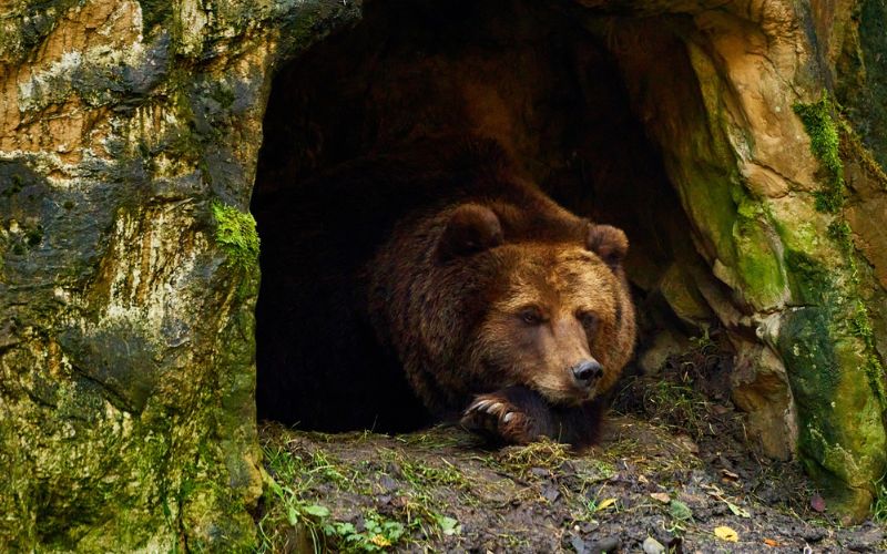 La Hibernación Explicación Para Niños