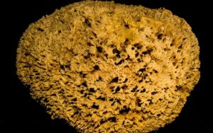 Lee más sobre el artículo Los arrecifes de esponjas: Explicación para niños