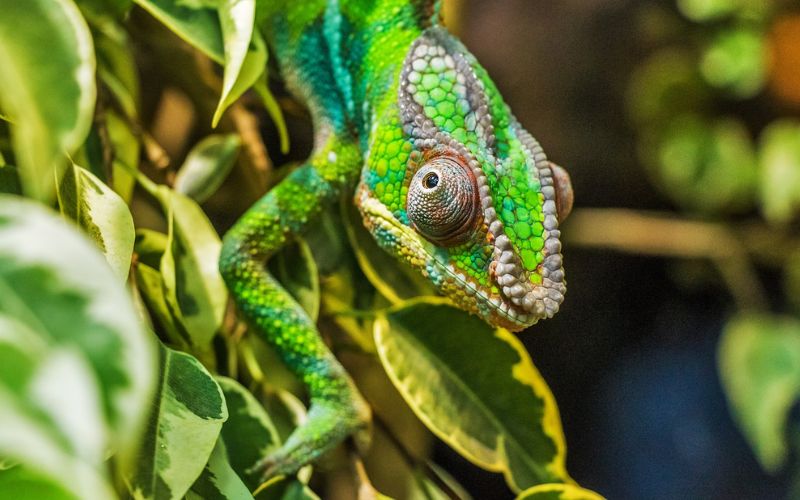 Lee más sobre el artículo ¿Por qué algunos animales cambian de color?: Explicación para niños