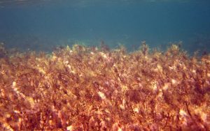 Lee más sobre el artículo ¿Qué son las mareas rojas?: Explicación para niños