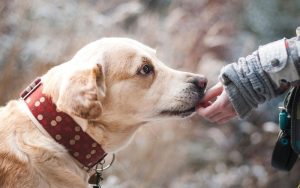 Lee más sobre el artículo ¿Qué es el adiestramiento canino?