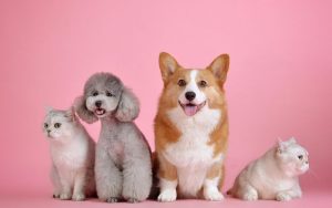 Lee más sobre el artículo Las mascotas: Explicación para niños