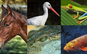 Lee más sobre el artículo Los animales vertebrados: Explicación para niños